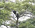 Img___0071d-vrestan plastikovy-howler monkey.jpg